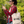 Load image into Gallery viewer, Tails Of Hope- Dog Tote
